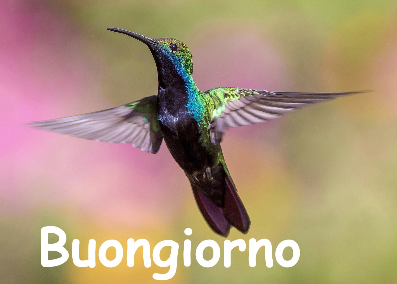  un colibrì sospeso in aria con alle spalle dei colori di fiori sfuocati  